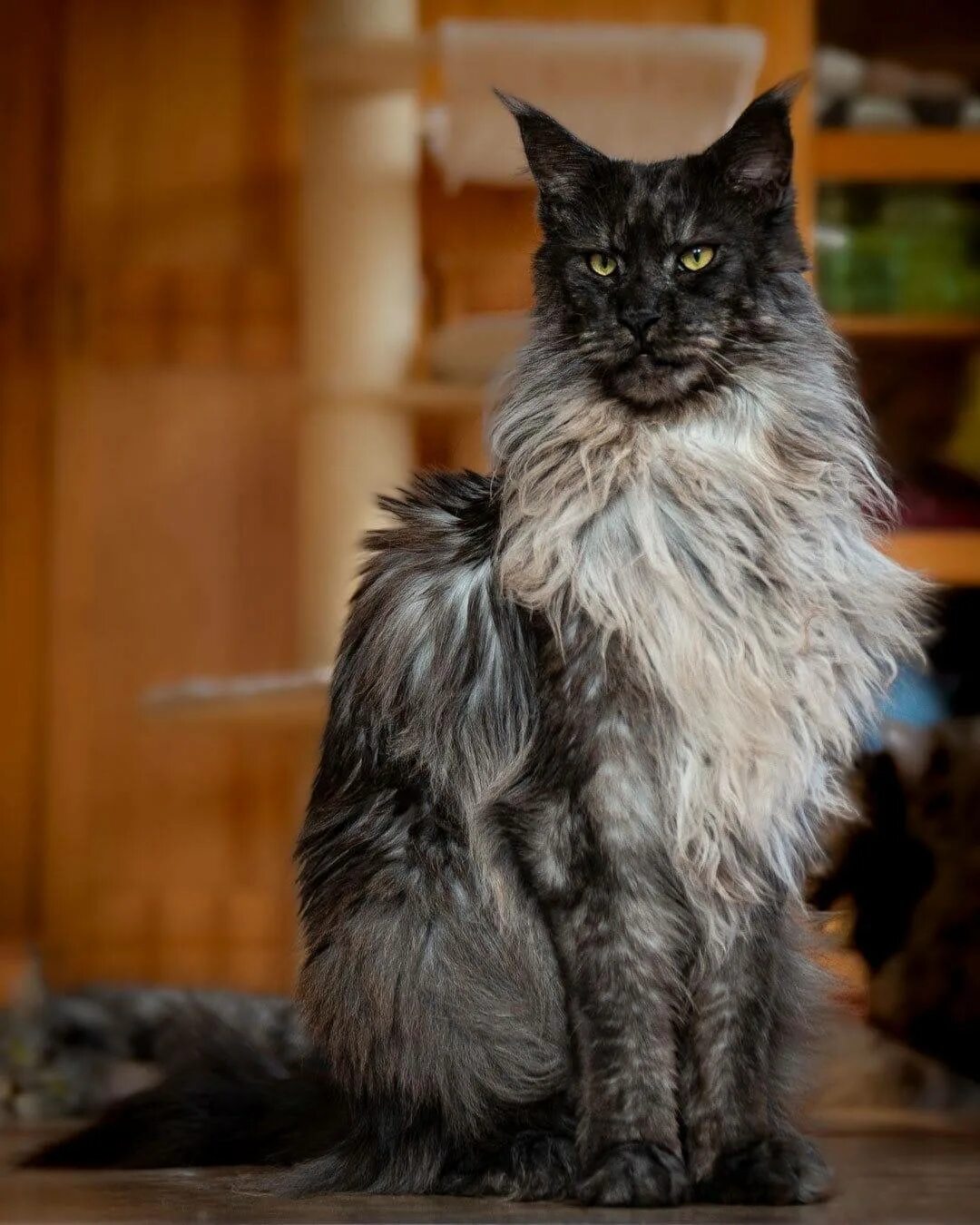 Большая кошка какая порода. Кошка Мейн кун. Порода котов Мейн куны. Мейн кун и Ориентал. Мейн кун Аборигенная порода.