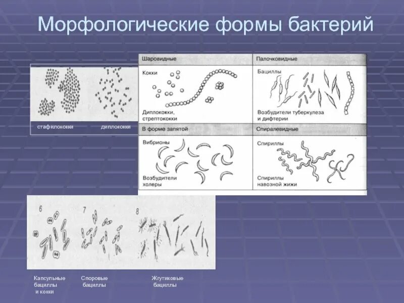 Примеры групп бактерий. Формы бактерий кокки бациллы. Основные формы бактерий микробиология. Типы морфологических форм бактерий изображенных. Основные формы бактерий микробиология рисунок.