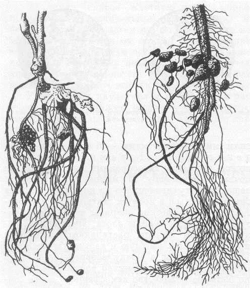Корневые культуры. Корневые клубеньки бобовых растений. Бактериальные клубеньки бобовых. Клубеньки на корнях. Корневые клубеньки на корнях бобовых растений.
