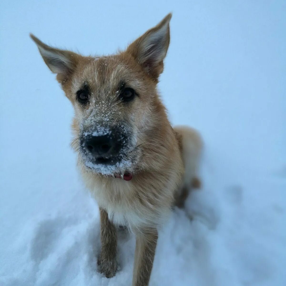 Благородный двортерьер. Порода двортерьер. Карликовый двортерьер. Американский двортерьер. Порода двортерьер щенки.