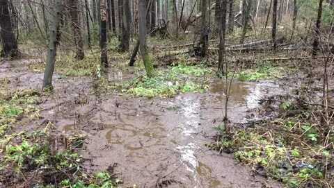 Леса заливаемые