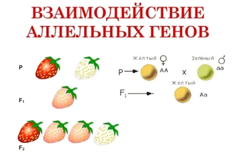 Обмен аллельными генами. Взаимодействие аллельных генов. Взаимодействие аллельных генов примеры. Типы взаимодействия генов. Типы взаимодействия аллельных генов.