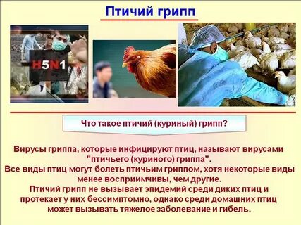 Птичий грипп распространение