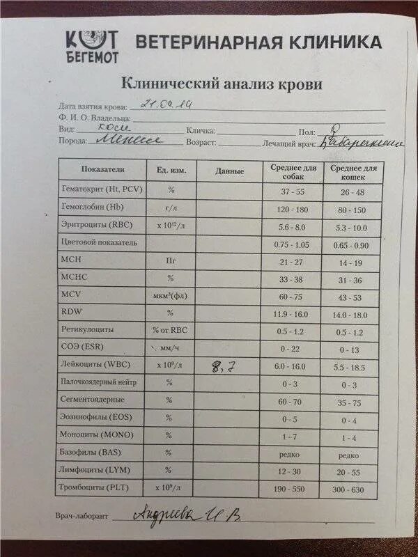 Общий анализ крови можно после еды сдавать. Бланк на общий анализ крови с нормами. Биохимия кошачьего анализа крови норма. Биохимия крови кошки норма. Биохимия крови собаки расшифровка.