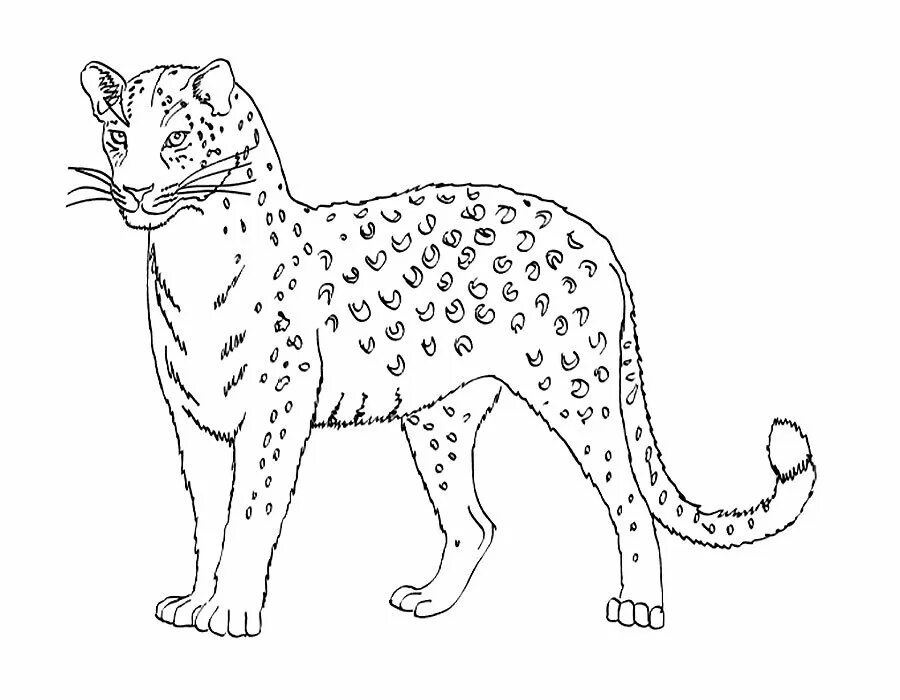 Рысь задания. Переднеазиатский леопард. Переднеазиатский леопард раскраска. Раскраска леопард. Снежный Барс раскраска для детей.