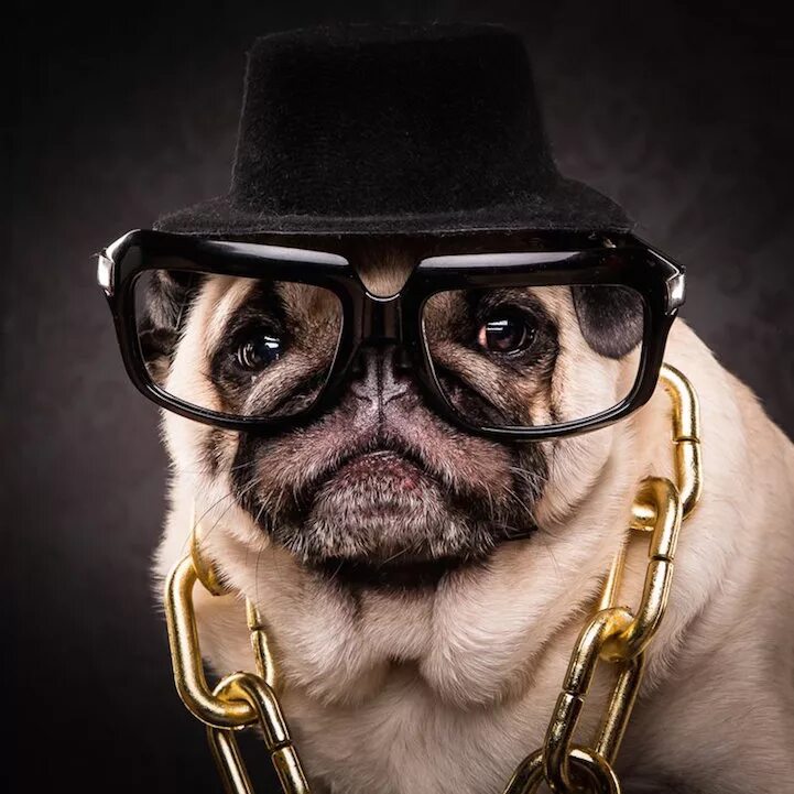 пилот в очках. крутой кот в очках. крутые авы в очках. крутые авы в очках. хаски в очках.