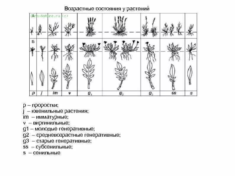 Возрастная структура растительной популяции. Возрастная структура растений. Возрастная структура популяции растений. Возрастные состояния растений.