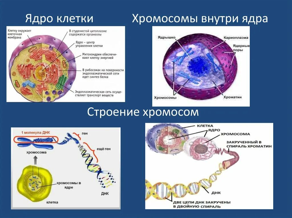 Хромосома в растительной клетке