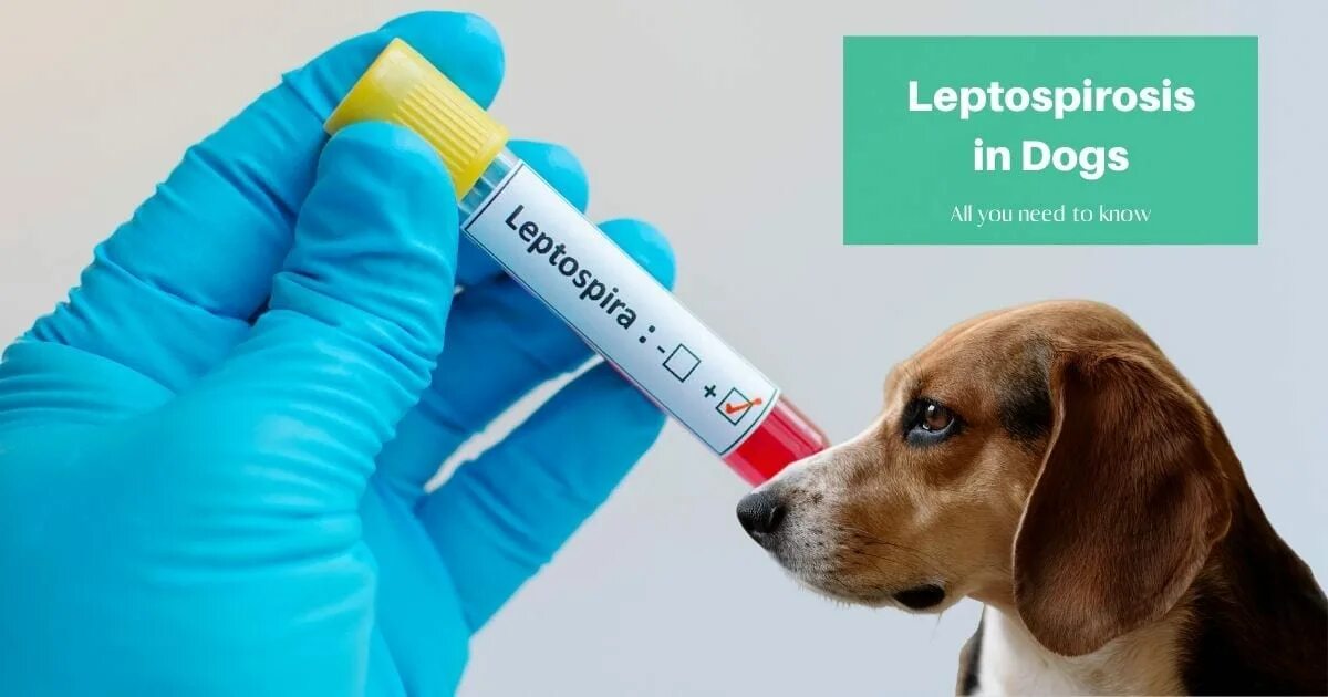 Leptospirosis. Гепатит у животных лечение. Лептоспироз в крови у животных. Лептоспироза собак Ветеринария лечение. Лептоспироз гепатит