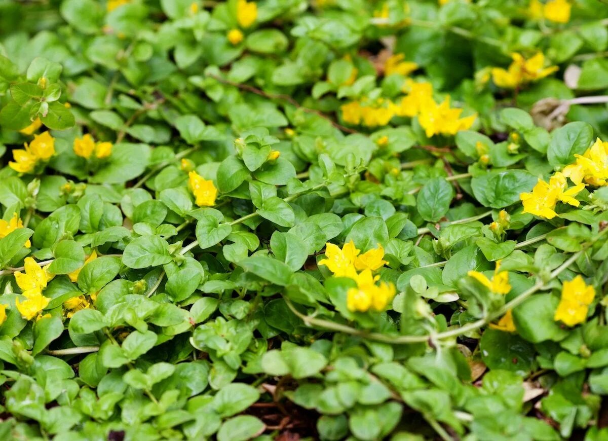 Just plants. Вербейник монетчатый. Вербейник монетчатый Goldilocks. Вербейник Голдилокс. Лизимахия Goldilocks.