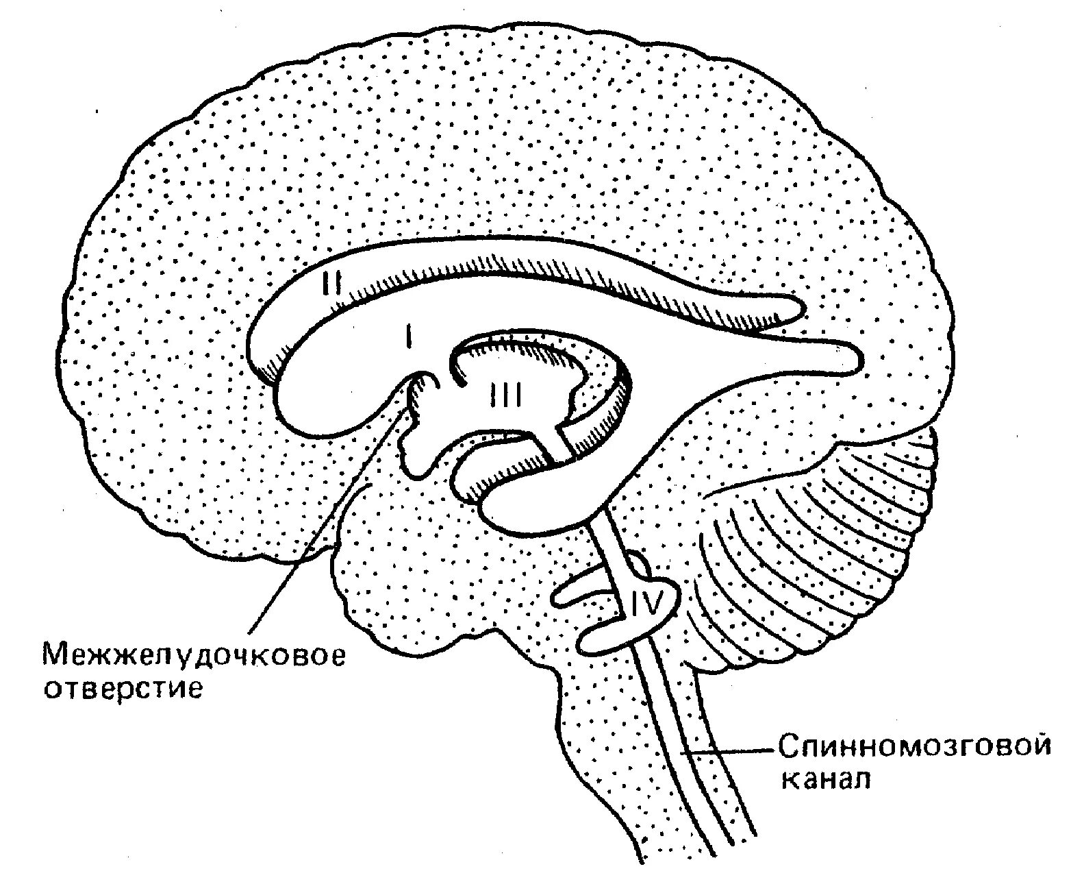 Полости мозга заполнены. Межжелудочковое отверстие 3 желудочка. Схема желудочков головного мозга. Третий желудочек головного мозга анатомия. Четвёртый желудочек головного мозга схема.