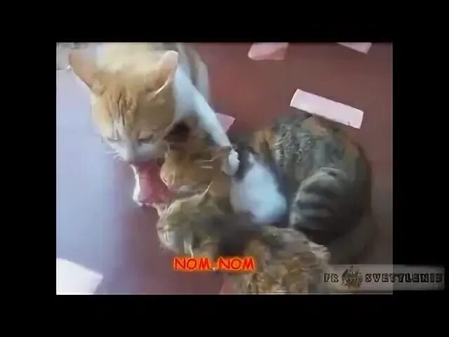 Subtitle cat