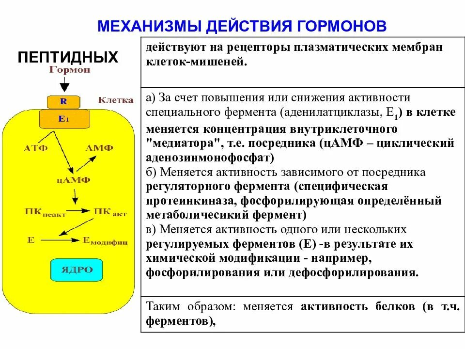 Мембранный механизм действия гормонов схема. Медиаторы действия гормонов. Гормоны по механизму действия. Мембранный механизм действия гормонов. Специфическое действие гормонов заключается в том что