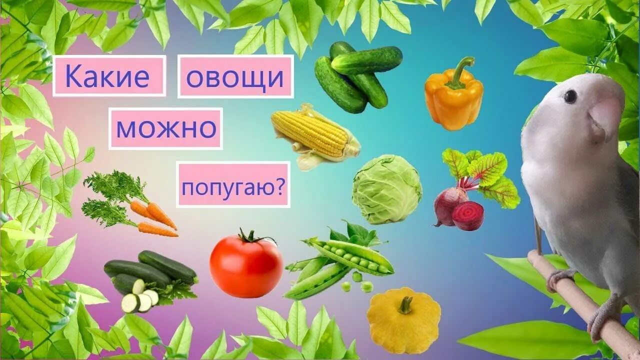 Какие овощи дают попугаям. Овощи для попугаев. Овощи для волнистых попугаев. Какие овощи и фрукты можно волнистым попугайчикам. Фрукты овощи волнистый попугай.