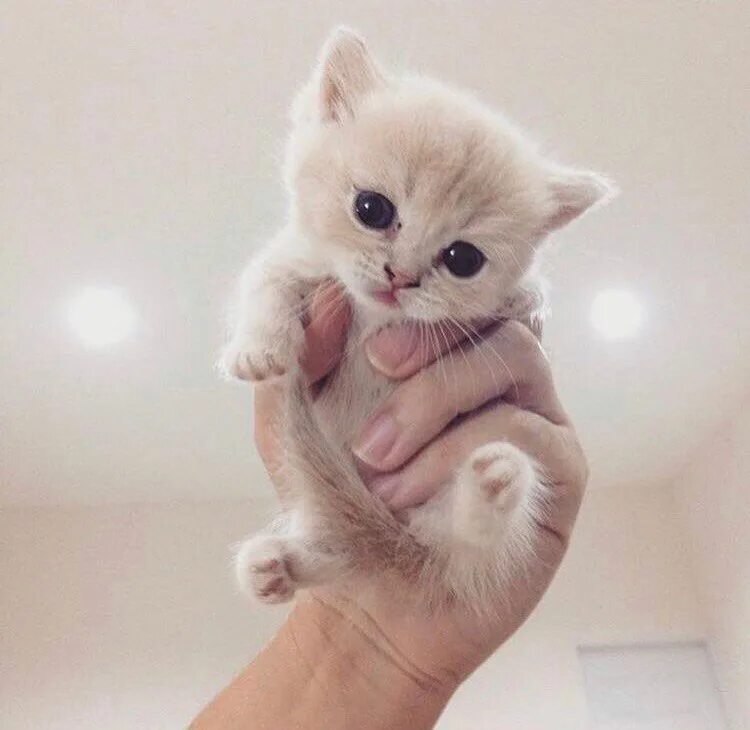 Мило. Милый котенок. Кошки маленькие милые. Самые милые котята. Самые милые котики.