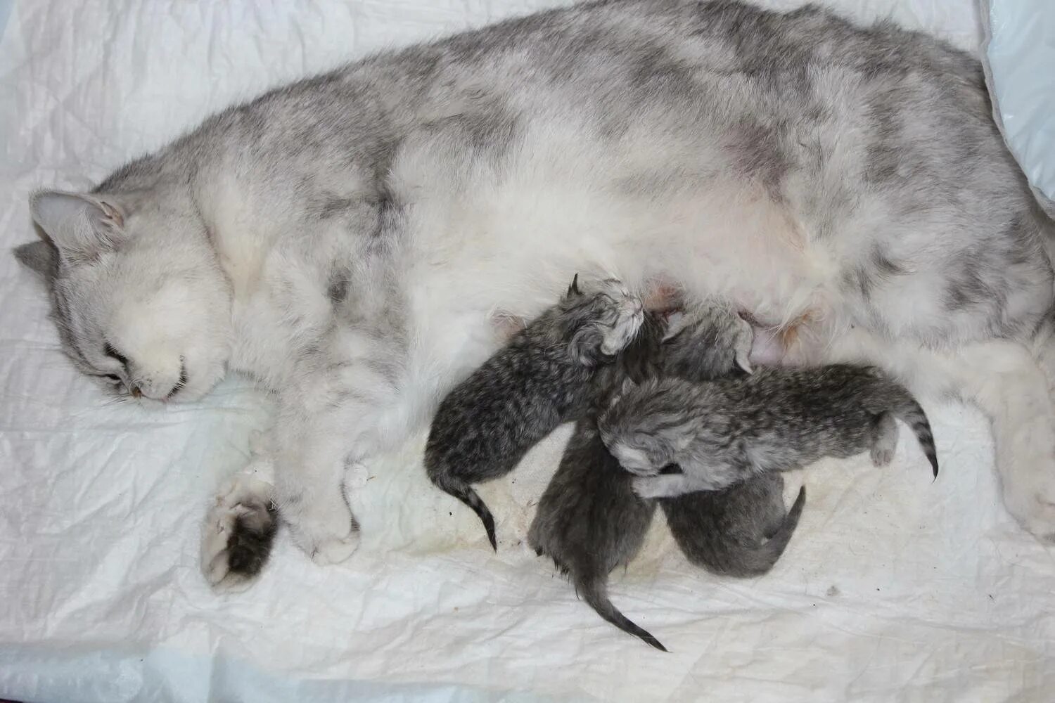 К чему снится рожающая кошка. Котята рождаются с шерстью. кошка родила четверых котят.