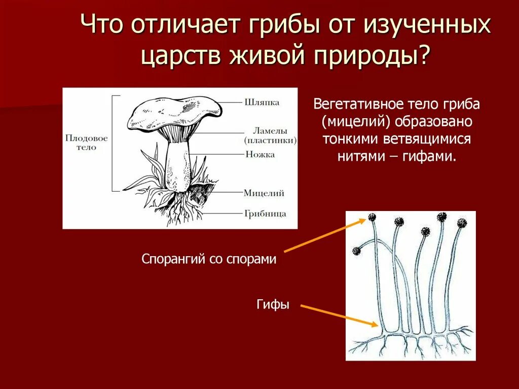 Вегетативное тело гриба имеет