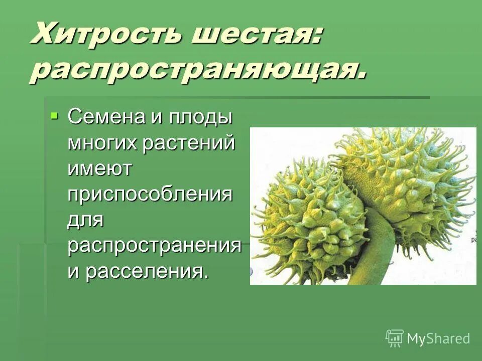 распространение плодов и семян 6 класс биология. яблоко приспособления для распространения плодов. лабораторная работа приспособления семян растений к расселению. распространение плодов и семян. приспособленность плодов и семян к распространению.