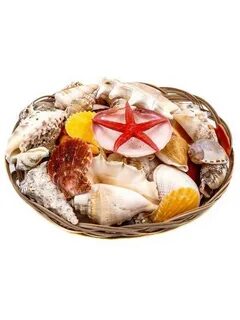 Ракушка 18