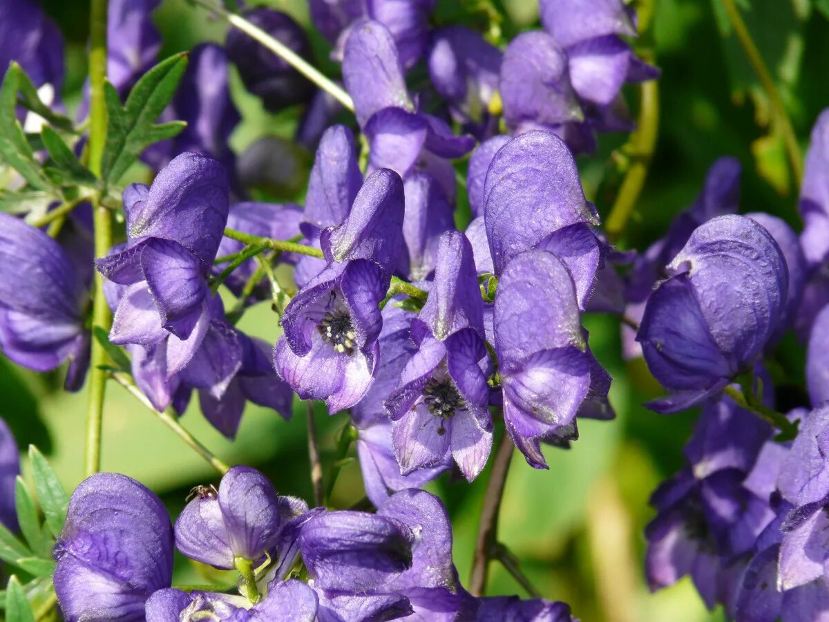 Poisonous flower. Аконит клобучковый. Аконит napellus. Аконит джунгарский. Аконит, борец клобучковый – Aconitum napellus.