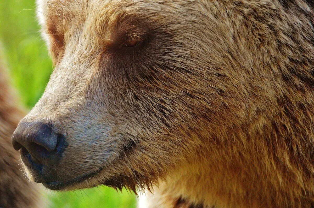 Глаза медведя фото. Евразийский бурый медведь. Бурый медведь. Глаза медведя. Нос медведя.