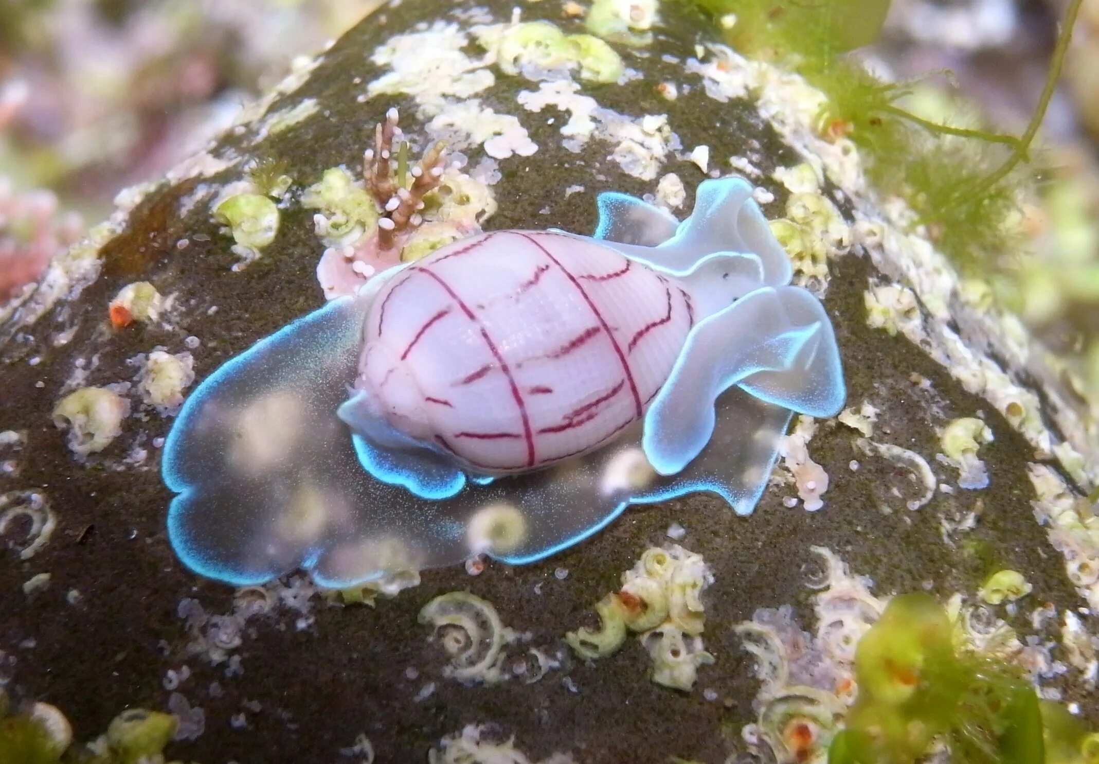 Морские брюхоногие. Морская улитка Bullina lineata.. Морские брюхоногие моллюски. Переднежаберные брюхоногие моллюски. Брюхоногие моллюски (улитки).