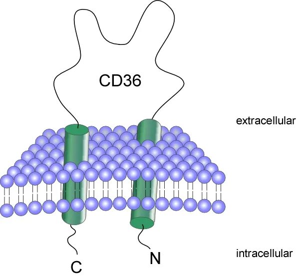 Cd036. Cd31 Рецептор. Скэвенджер рецепторы.