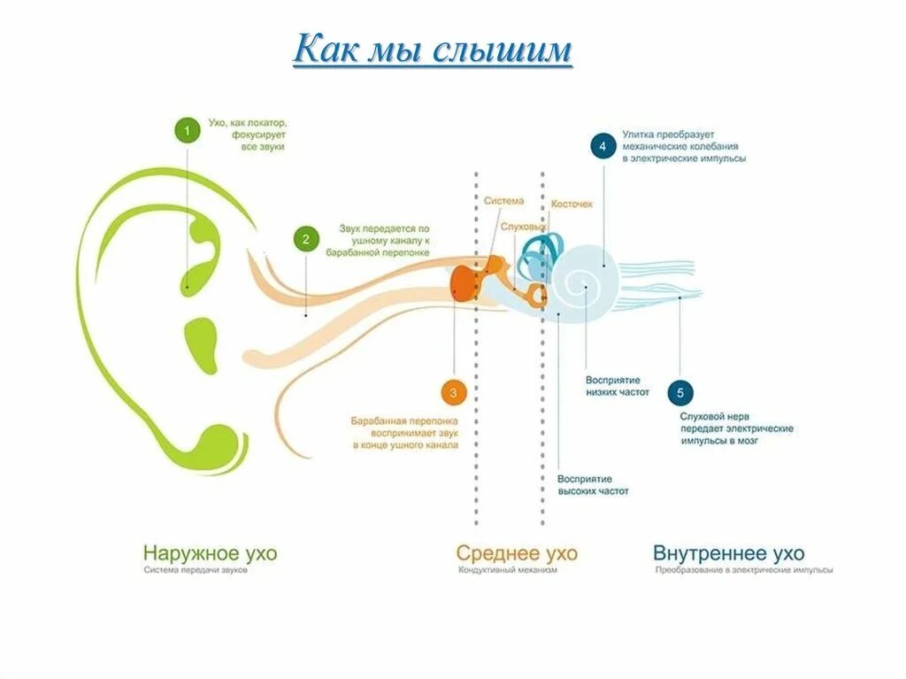 Чувствительные уши к звукам. Процесс восприятия звука ухом человека. Схема восприятия звука ухом человека. Как слышит ухо человека. Схема восприятие ухом звуков.