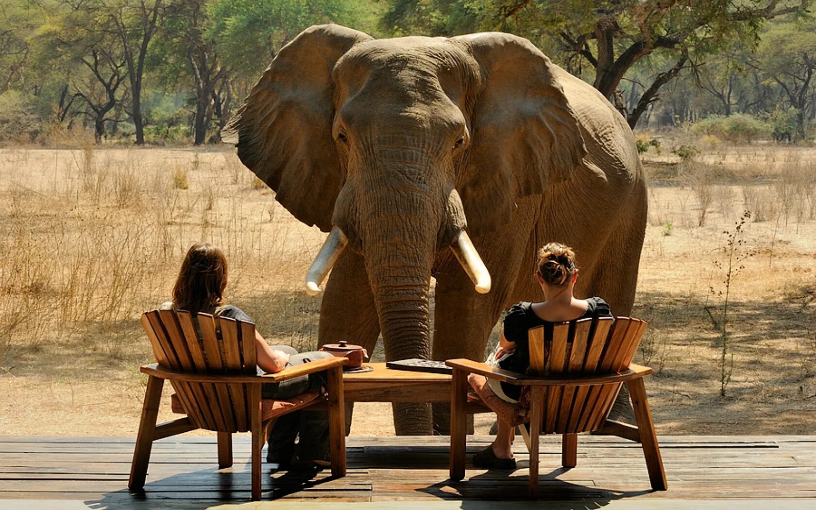 Слоны и люди. Слон фото. Африканский слон и человек. Смешные слоны. Слоник прикол