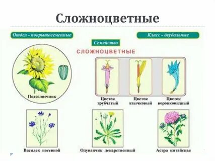 Сложноцветные растения размножение