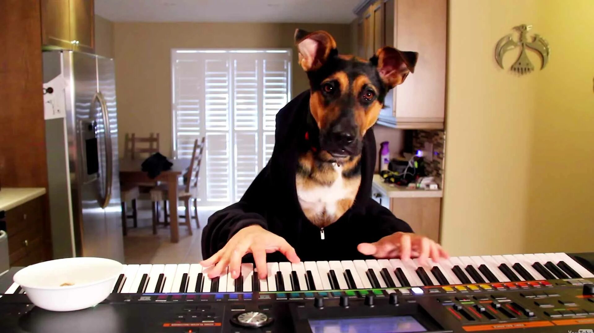 He plays the piano they. Собака на пианино. Собака пианист. Собака на рояле. Собака играет на пианино.