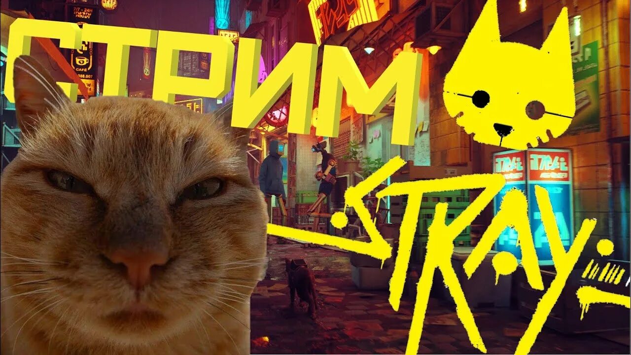 Канал рыжий кот геймс. Рыжая кошка. Стрей рыжий кот. Стрей игра про кота. Рыжий кот стрим.