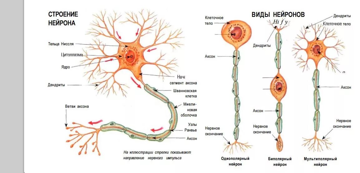Вспомогательные нервные клетки. Строение нервной клетки нейрона. Схема нервная ткань Нейрон нейроглия. Схема нервная ткань Нейроны отростки. Нейроны и нервная система человека схема.