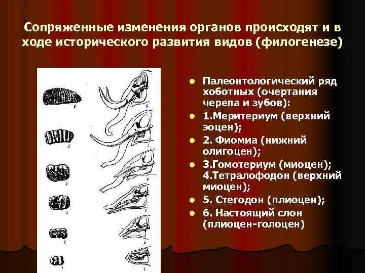 На каких стадиях развития онтогенеза и филогенеза. Онтогенез и филогенез. Возникновение органов в филогенезе. Филогенез это в биологии. Филогенез животных.