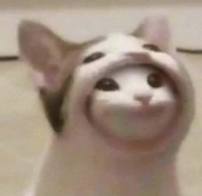 Кот с широким ртом мем THE BEST MEMES YOU'VE EVER SEEN MEMES COMPILATION V1 OCTOBER 2020 YouTube