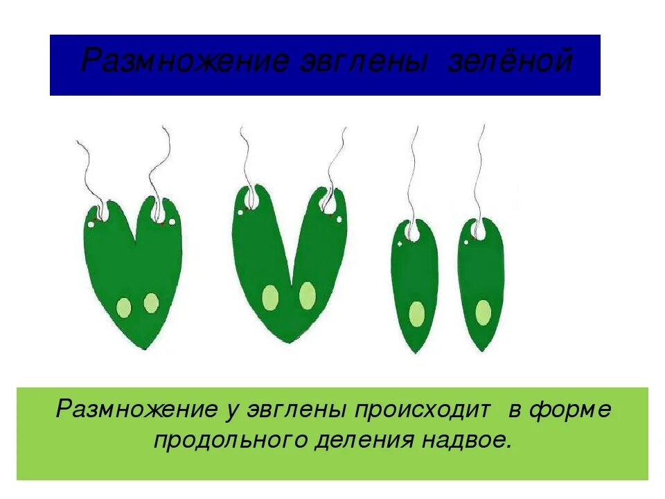 Передвижение эвглены. Размножение эвглены зеленой 7 класс. продольное деление эвглены зеленой. размножение эвглены зеленой. деление эвглены зеленой.