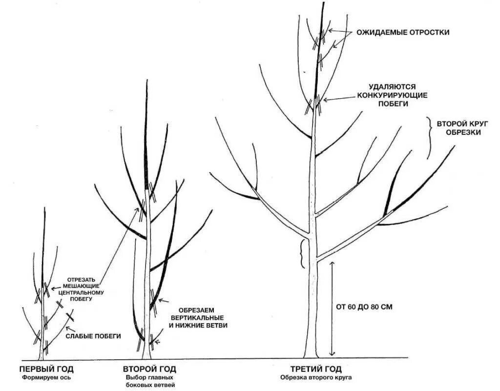 Обрезка грецкого ореха. Схема обрезки грецкого ореха. Обрезка грецкого ореха. Обрезка грецкого ореха. Обрезать саженец грецкого ореха.