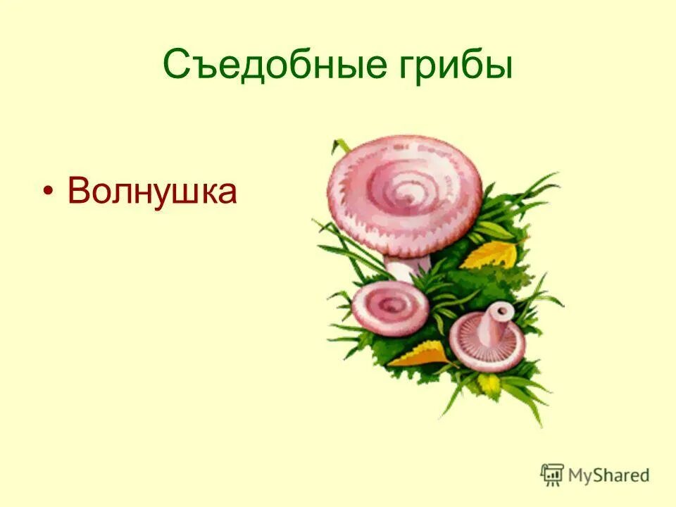 Шляпки для презентации. Шляпка гриба в лексическом значении. Гименофор мухомора. Гриб однозначное или многозначное. Многозначные слова.