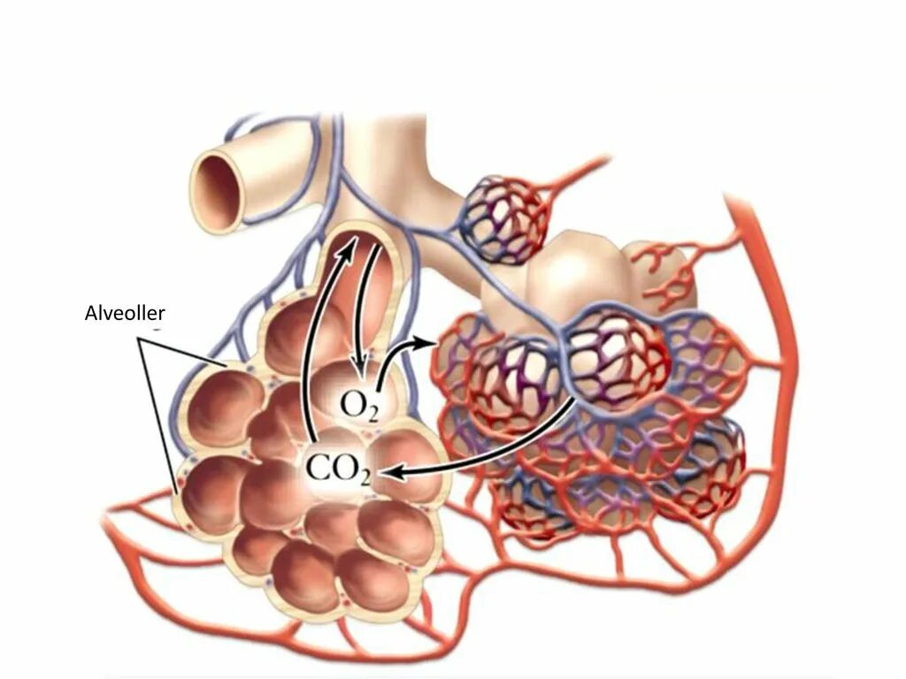 Легочные пузырьки в легких. Альвеолы. Капилляры альвеол. Альвеолы легких. Альвеолярные легкие.