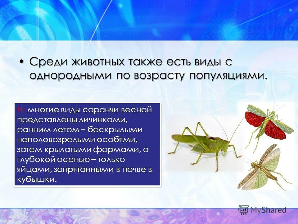 однородная популяция. доклад о речных обитателях. виды популяции по возрасту. основные животные функции. среди обитателей.