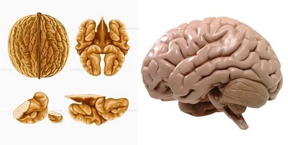 Орех похожий на мозг. Грецкий орех и мозг. Грецкий орех и мозг человека. Мозг человека и орех.