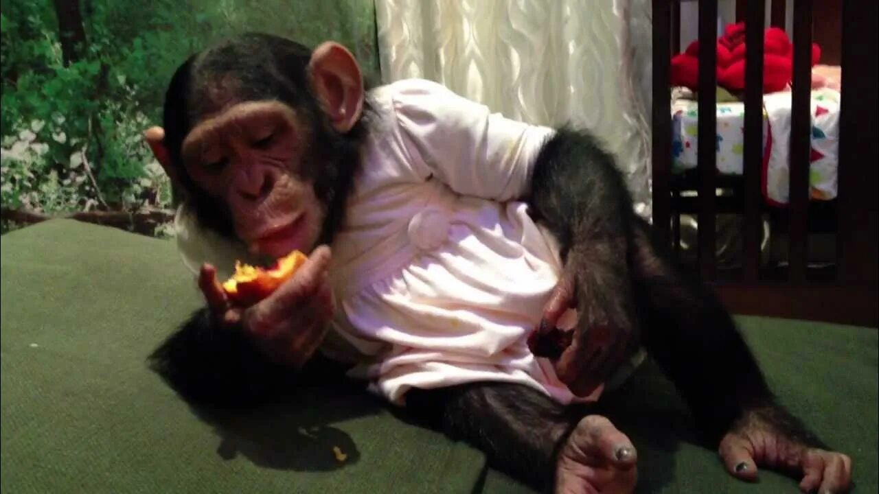 Шимпанзе дома. Шимпанзе дома. Шимпанзе дома. Шимпанзе дома. Шимпанзе домашний.