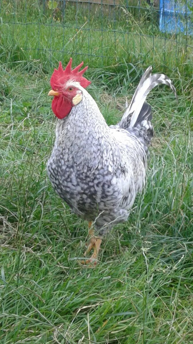 барковская барвистая порода. куры борковская барвистая. серебристый леггорн борковская барвистая. куры борковская барвистая. леггорн серебристый борковская.