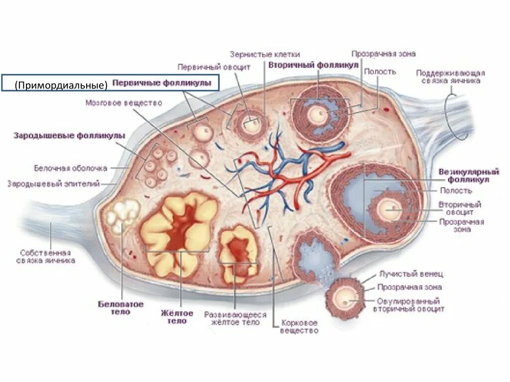 В каком яичнике происходит оплодотворение. Примордиальный фолликул. Яичник гаметогенез. Примордиальные,кистозно-атретисеские фолликулы. Прогенез гистология.
