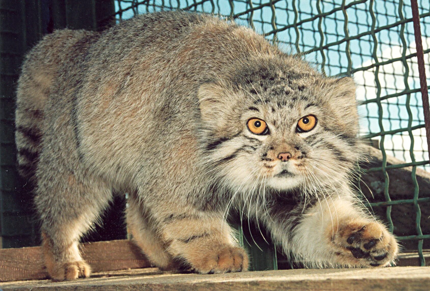 Хк манул чита. Манул (палласов кот). Манул символ Московского зоопарка. Кошки породы Манул. Тибетский Манул.