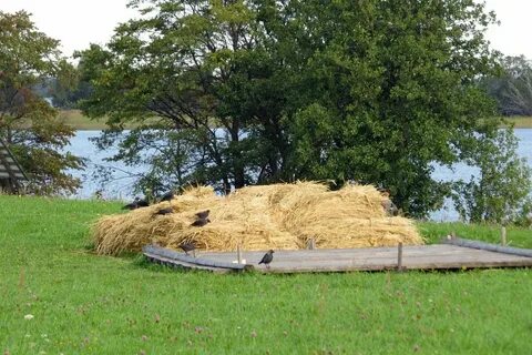 Рига снопы