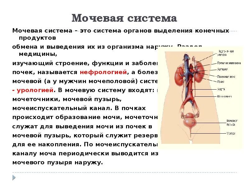 Мочевая система строение и функции. Строение и функции мочевой системы таблица. Выделения система человека функции и органы. Строение органов выделения.