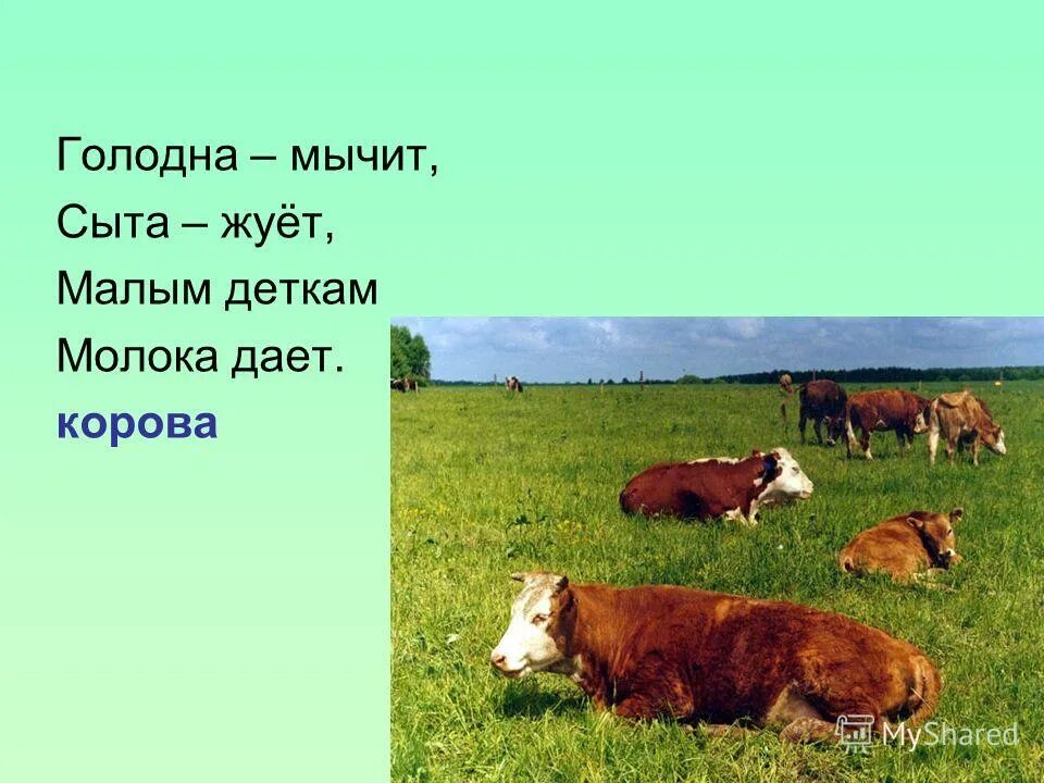 как мычит корова. словарное слово корова в картинках.