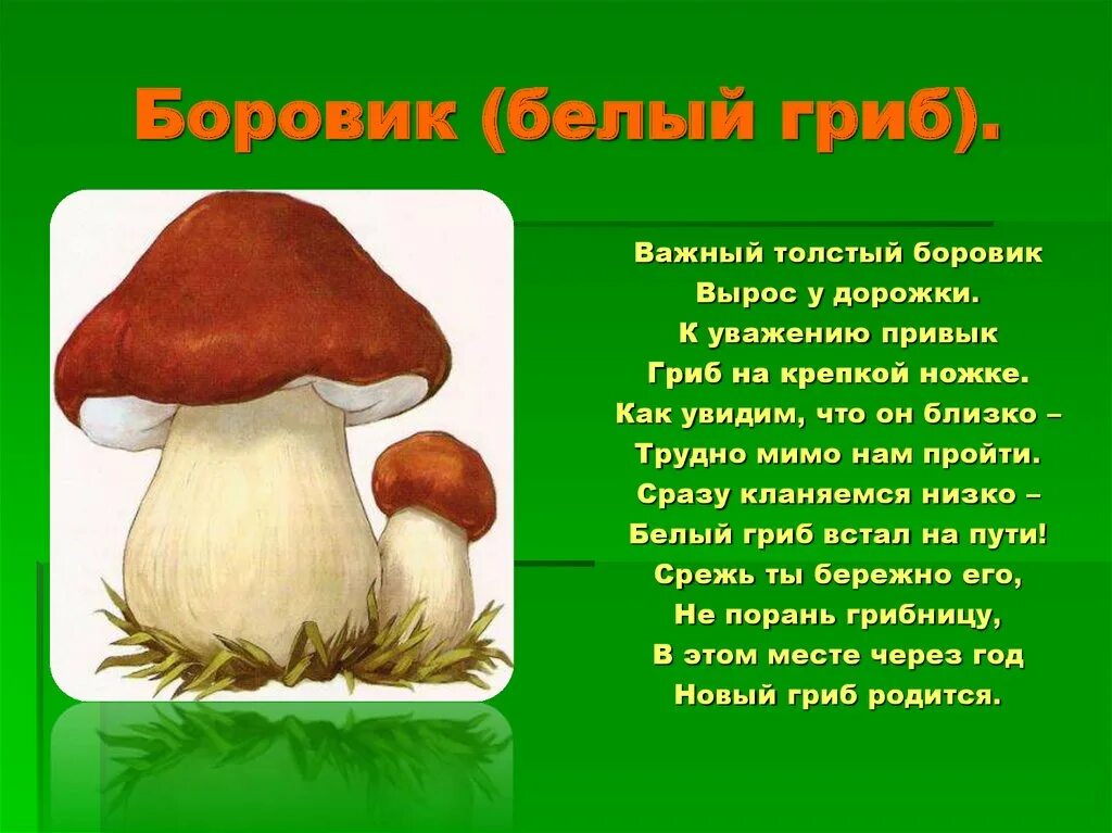 Сочинение на тему красота грибов. Загадка про грибы бопрыик. Доклад про гриб Боровик. Белый гриб Боровик рассказ. Стихи про грибы.