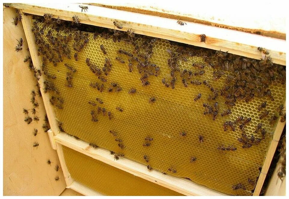 Купить пчелиные рамки. Пчелы, пчелопакеты, Дадан. Вощина Дадан. Пчелопакеты Бакфаст. Что такое Дадан для пчел.
